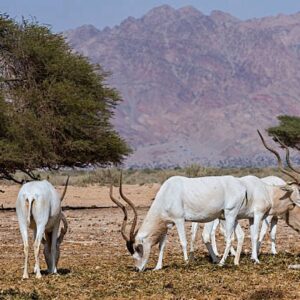 Agadir National Park wilderness Life
