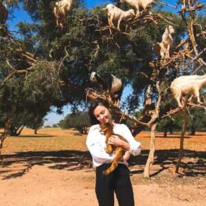 Goats on the Tree Tour from Agadir